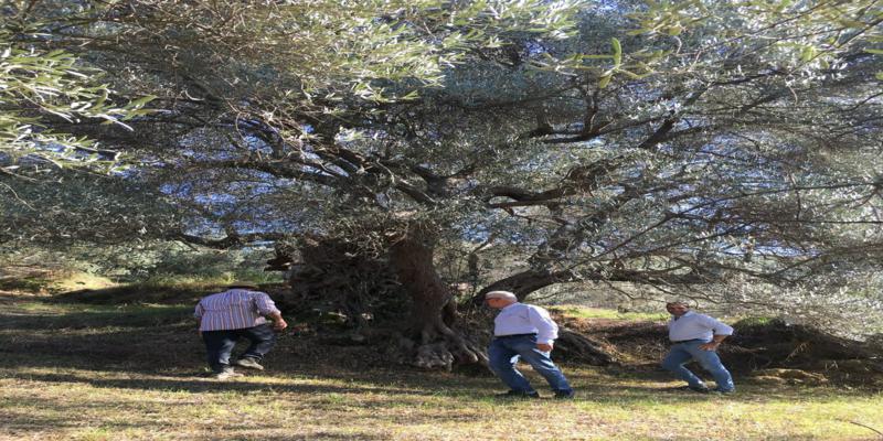 An Ancient Olive Tree in Marikaj in Subashi farm
