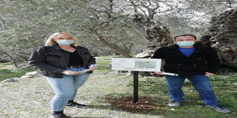 23 ancient olive trees marked with informative boards in Džidžarin olive orchard