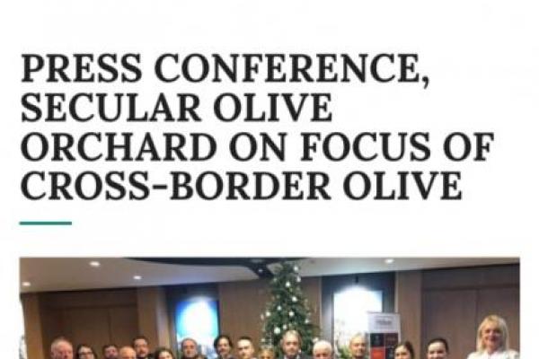 Secular Olive Orchard on focus in Cross-border Olive 